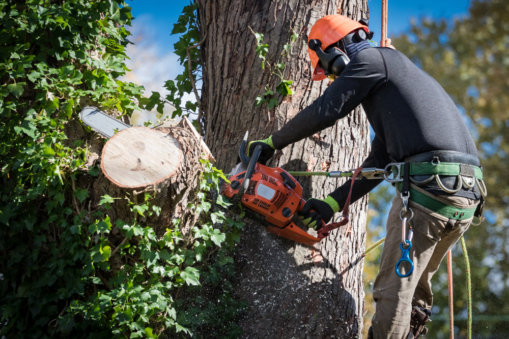 Tree Workers Solving Problem Showcasing some of our past work - Tree Solutions