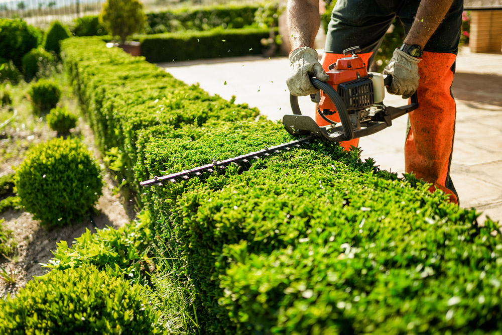Hedge Cutting Services in Deal, Kent - Tree Solutions