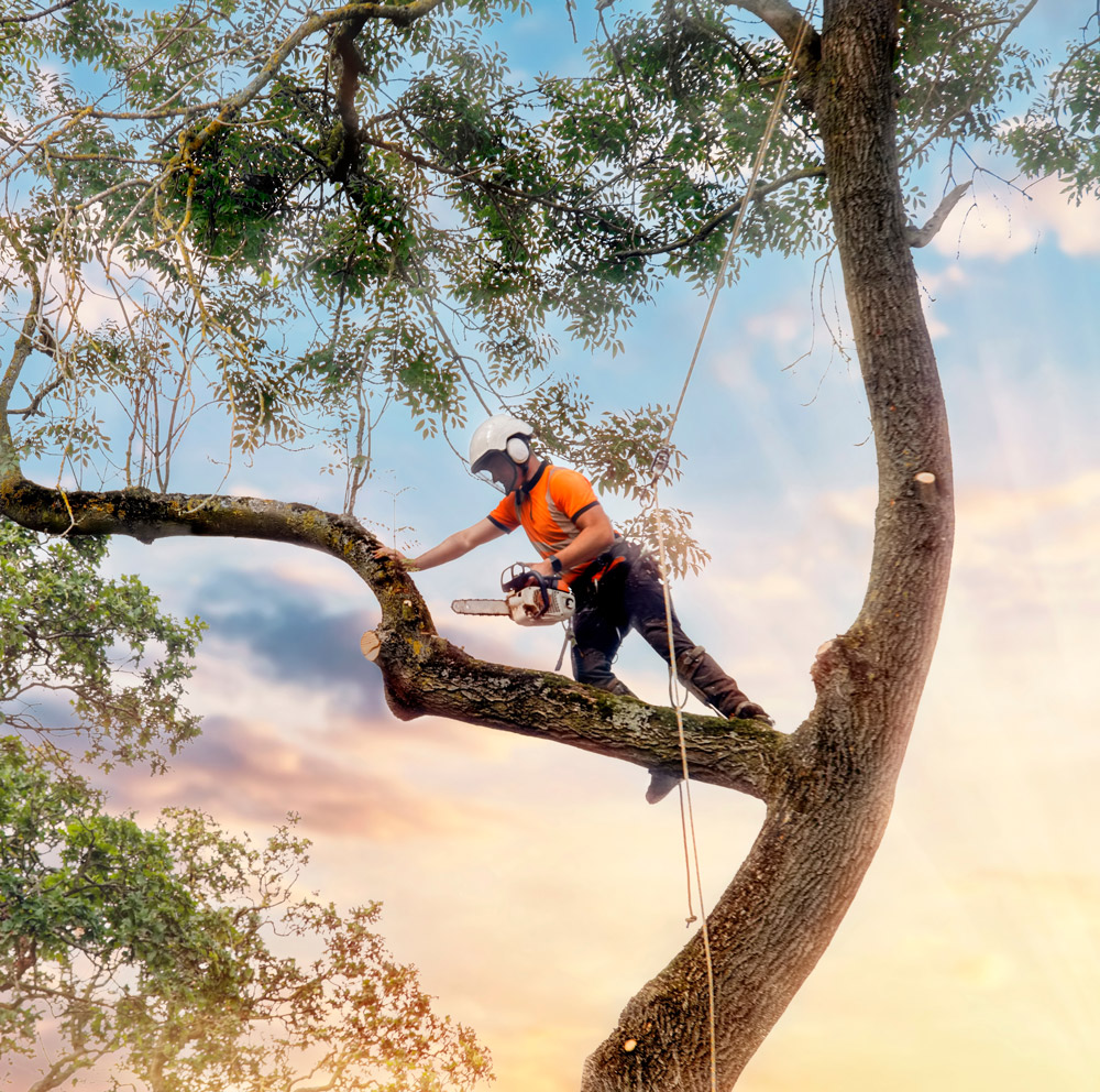 Services - Tree Solutions